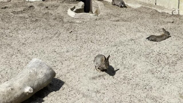 Rabbit runs in the enclosure on the sand