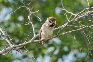 Tree Sparrow (Passer montanus) in Caucasus, Republic of Dagestan