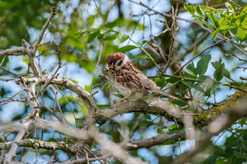Tree Sparrow (Passer montanus) in Caucasus, Republic of Dagestan