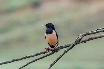 Rosy Starling (Pastor roseus) in Caucasus, Republic of Dagestan