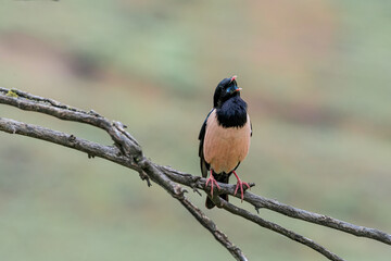 Rosy Starling (Pastor roseus) in Caucasus, Republic of Dagestan