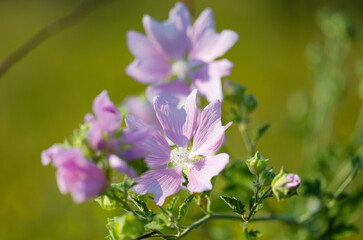 meadow flowers in the meadow in summer