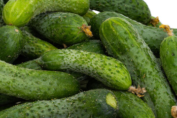 a lot of cucumbers