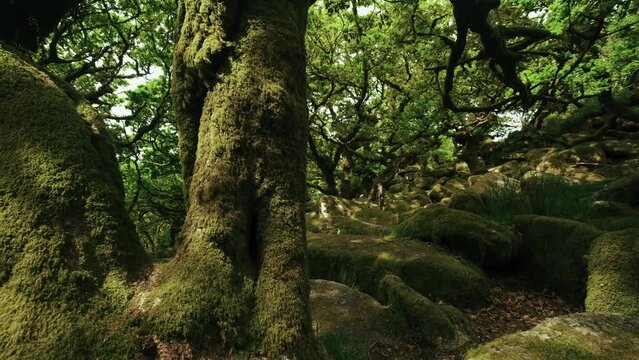 Pan from a moss-covered oak through a deep and ancient forest, Wistman's Woods, Dartmoor, Devon, England.