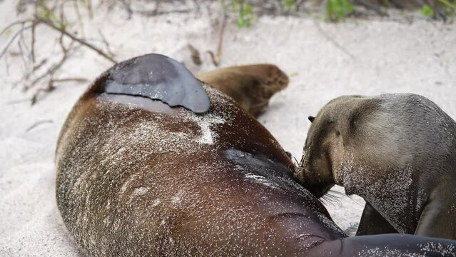 Young Sea Lion Breastfeeding From Mother On Playa Punta Beach At San Cristobal Island In The Galapagos. Low Angle, Slow Motion