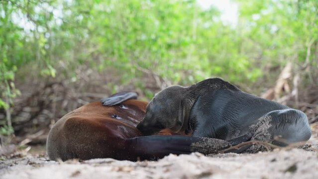 Young Galapagos Sea Lion Suckling Milk From Mother On Playa Punta Beach At San Cristobal Island In The Galapagos. Low Angle, Slow Motion