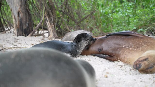 Young Sea Lion Suckling Milk From Mother On Playa Punta Beach At San Cristobal Island In The Galapagos. Low Angle, Slow Motion