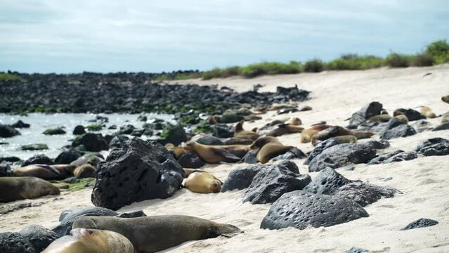 View Across Playa Punta Beach With Sea Lions Laying On Sand In Between Rocks In The Galapagos