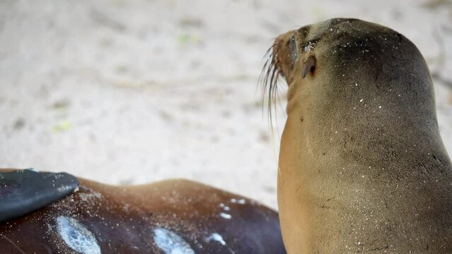Young Seal Lion Pup Beside  Mother And Lactating Nipples On Playa Punta Beach At San Cristobal Island In The Galapagos. Slow Motion