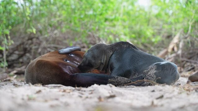 Young Galapagos Sea Lion Suckling Milk From Mother On Playa Punta Beach At San Cristobal Island In The Galapagos. Low Angle, Dolly Right