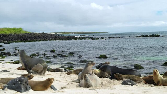 View Across Playa Punta Beach With Sea Lions Moving Along On Sand In The Galapagos. Slow Motion, Pan Left
