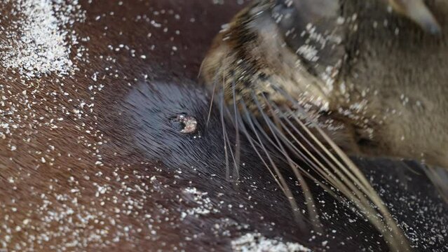 Close Up View Of Young Sea Lion Breastfeeding From Mother On Playa Punta Beach At San Cristobal Island In The Galapagos. Slow Motion