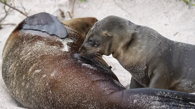 Young Galapagos Sea Lion Pup Suckling Milk From Mother On Playa Punta Beach At San Cristobal Island In The Galapagos. Slow Motion