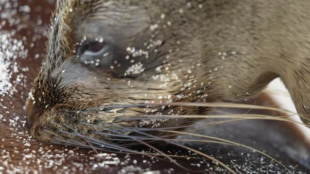 Close Up View Of Young Sea Lion Suckling Milk From Mother On Playa Punta Beach At San Cristobal Island In The Galapagos. Slow Motion