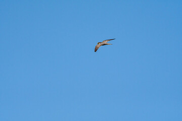 Fototapeta premium Eurasian Hobby (Falco subbuteo) in Caucasus, Republic of Dagestan