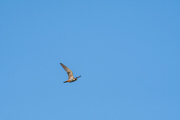 Eurasian Hobby (Falco subbuteo) in Caucasus, Republic of Dagestan