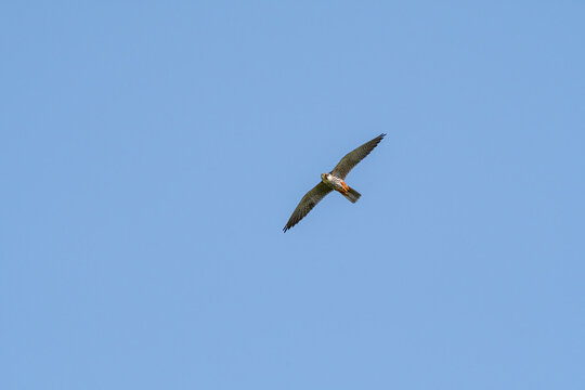 Eurasian Hobby (Falco subbuteo) in Caucasus, Republic of Dagestan