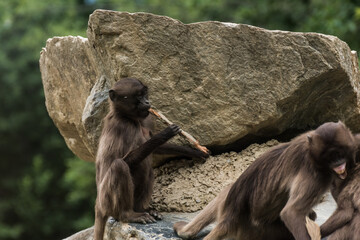 little gelada plays the flute on a rock in the zoo