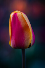 tulipan (Tulip)