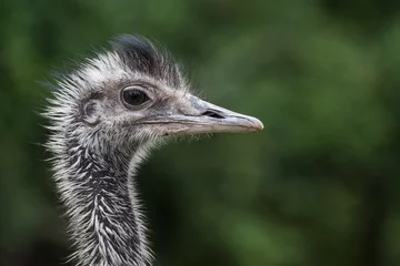 Fotobehang portrait from a ostrich bird with green background © thomaseder