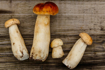 Freshly picked porcini mushrooms on rustic wooden table. Top view