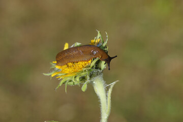 Fototapeta premium Red slug (Arion rufus) or Spanish slug (Arion vulgaris), family roundback slugs (Arionidae). Feeding on a common sunflower (Helianthus annuus) in a Dutch garden. Summer, July, Netherlands 