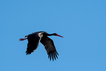 Black Stork (Ciconia nigra) in Caucasus, Republic of Dagestan