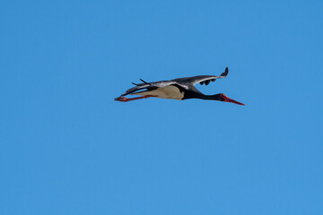 Black Stork (Ciconia nigra) in Caucasus, Republic of Dagestan