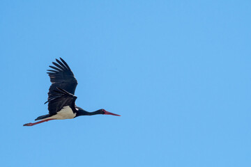 Black Stork (Ciconia nigra) in Caucasus, Republic of Dagestan