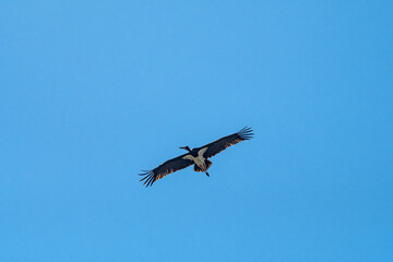 Black Stork (Ciconia nigra) in Caucasus, Republic of Dagestan