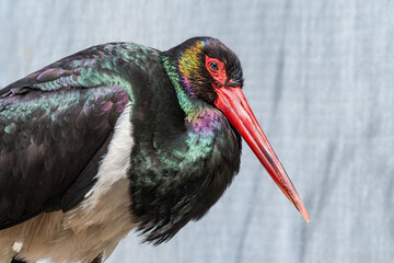 Black Stork (Ciconia nigra) in Caucasus, Republic of Dagestan