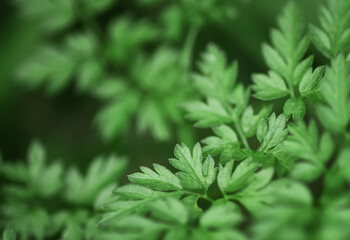 Green background with leaves of grass