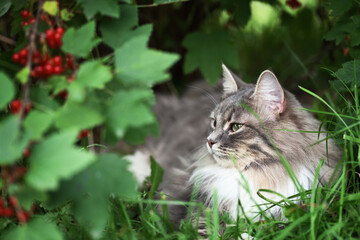 Naklejka na ściany i meble Gray cat with green eyes siting in a grass under bush of red currant with ripe berries