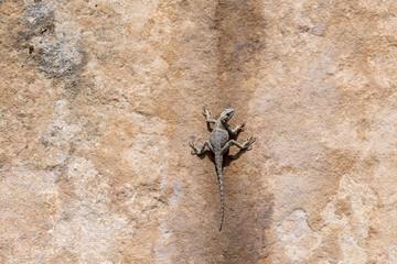 Caucasian Agama (Laudakia caucasia) in the foothills, Caucasus, Republic of Dagestan, Russia