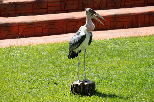 Yellow Billed Stork