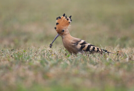 Une huppe fasci&eacute;e avale un grillon