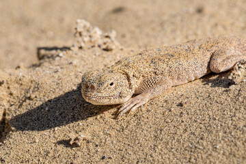Secret Toadhead Agama (Phrynocephalus mystaceus) on Sarykum dune, Republic of Dagestan, Russia