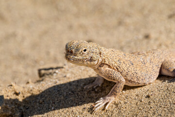 Secret Toadhead Agama (Phrynocephalus mystaceus) on Sarykum dune, Republic of Dagestan, Russia