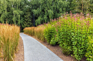 Eutrochium fistulosum or Hollow Joe-Pye weed with centipedes