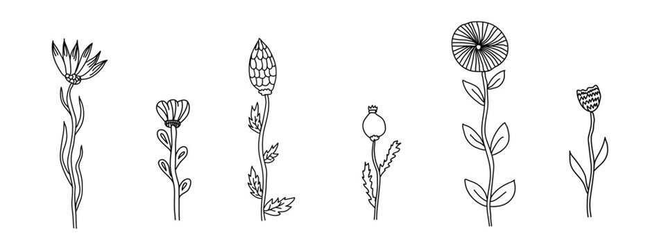 Set of doodle sketch hand draw poppy and fantasy flowers vector