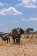 Mother elephant with baby elephants on food searching in Tanzania National Park Serengetti