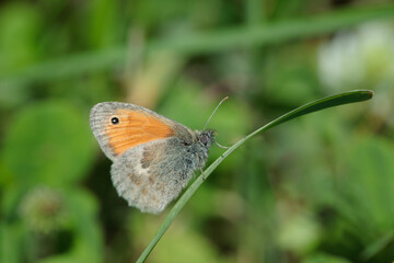 Small heath butterfly (Coenonympha pamphilus) sits on a blade of grass.