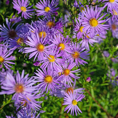 Obraz premium Blühende Herbstastern, Symphyotrichum, im Garten