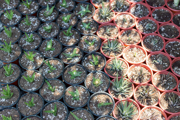 Fototapeta na wymiar High angle view of newly planted aloe and haworthias plants in a pots