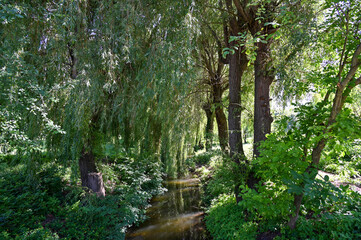 Fototapeta premium The sun's rays illuminate the stream in the forest 