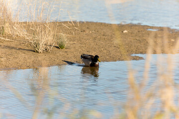 Pato en el estanque