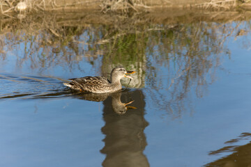 Pato nadando