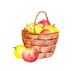 Apple fruits in basket. Watercolor illustration about autumn harvest