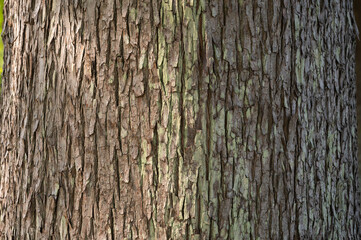  木の樹皮のテクスチャパターン（ラクウショウver.1）