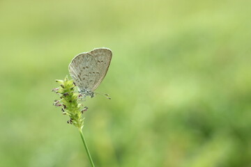 butterfly on green leaf